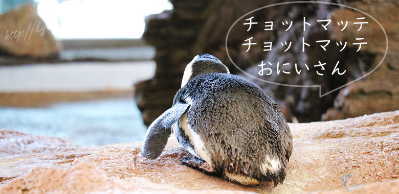 京都水族館のペンギン