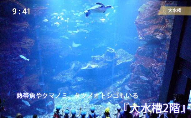 京都水族館の大水槽を2階から見た様子