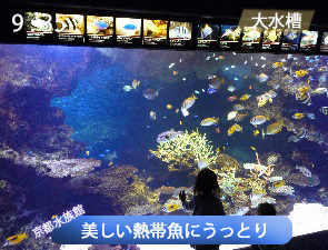 美しい熱帯魚にうっとり