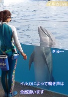 イルカの鳴き声