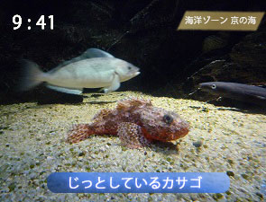 かさご