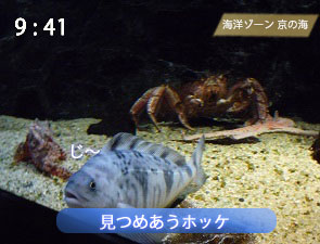 京都水族館の深場水槽
