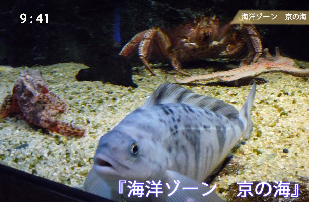 由良川を再現した3つの水槽