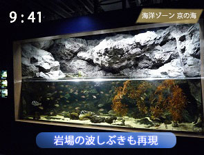 京都水族館の荒磯水槽