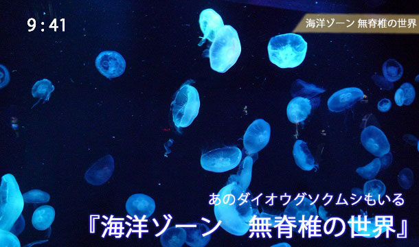 京都水族館の海洋ゾーン