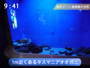 タスマニアオオガニ