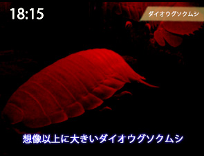 ダイオウグソクムシ