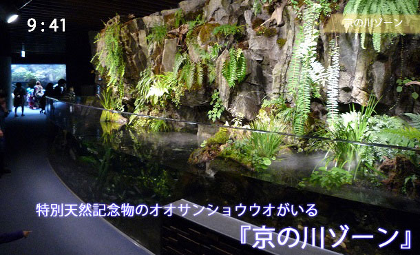 京都水族館の京の川ゾーン