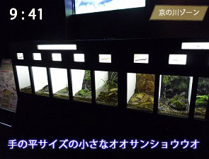 小さなオオサンショウウオ
