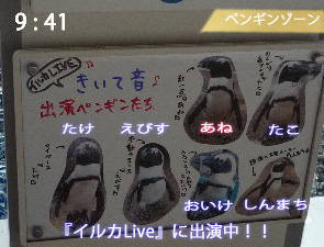 イルカLiveに出演しているペンギンたち