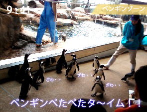 ペンギンペタペタタイム