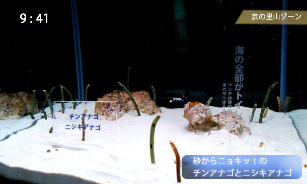 京都水族館のチンアナゴのニシキアナゴ