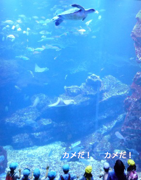 京都水族館の大水槽（2階から）