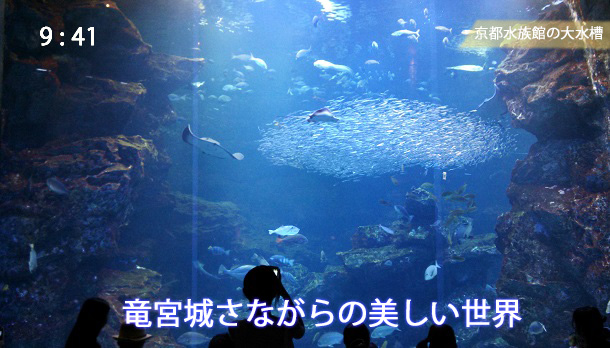 京都水族館の大水槽