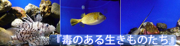 京都水族館の擬態する生きものたち