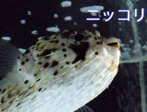 笑っているように見える京都水族館のハリセンボン