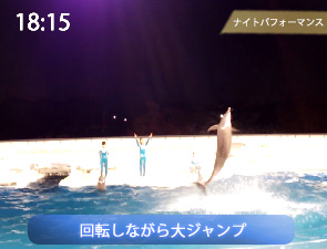 幻想的なNight Live！ イルカナイトショー | 京都水族館チャンネル