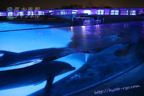 夜の透き通るプールでよく見えるイルカたちン