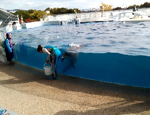 京都水族館のイルカ