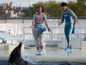 京都水族館のイルカショー