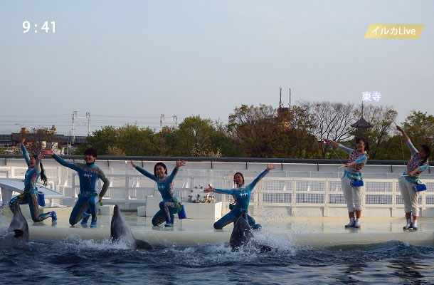京都水族館のイルカショーと東寺