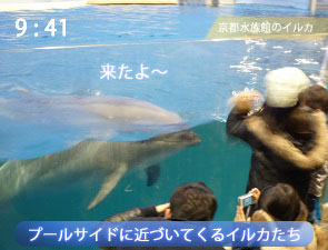 京都水族館のイルカ