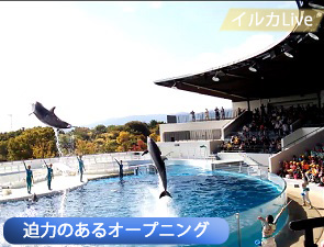 京都水族館のイルカショー