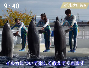 イルカのレクチャー