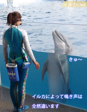 京都水族館のイルカショー
