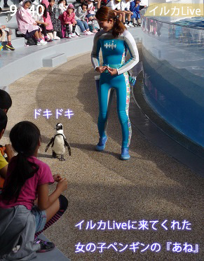 京都水族館のイルカショー