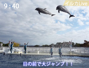 イルカの大ジャンプ