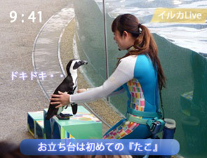 お立ち台に上るケープペンギン