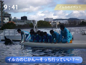 イルカに触れ合える体験プログラムの様子