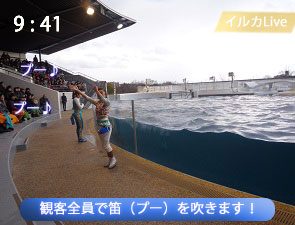 イルカと観客のセッション