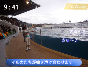 イルカとのセッション