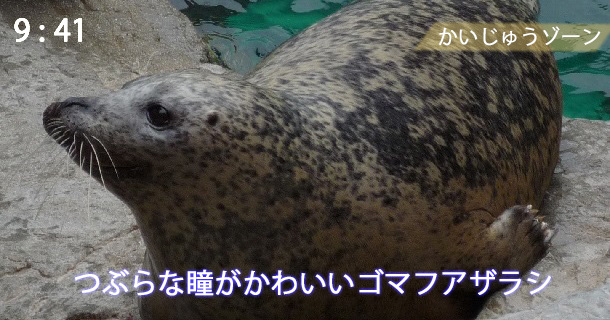 京都水族館のゴマフアザラシ