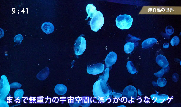 京都水族館のクラゲ