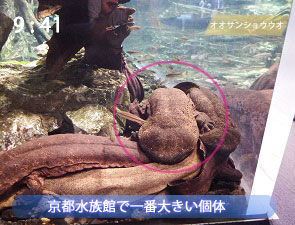京都水族館で一番大きいオオサンショウウオ