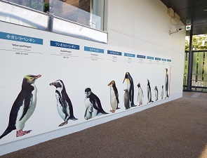 ペンギンゾーンで身長を測る