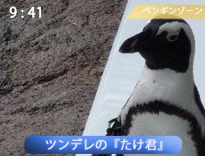 京都水族館のペンギン、たけ君