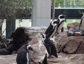 京都水族館のペンギンたち