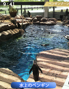 水中のペンギン