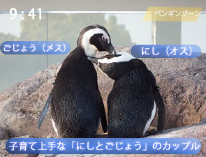 ペンギンのカップル