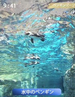 水上のペンギン