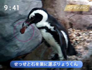 石を運んで巣を作るペンギン