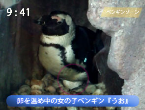 卵を温めているペンギン