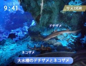 大水槽のドチザメとネコザメ