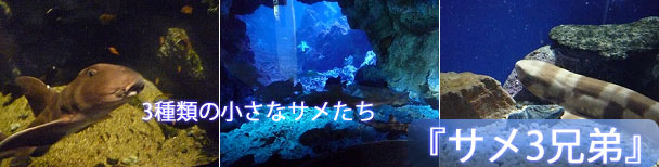 京都水族館の3種類のサメ
