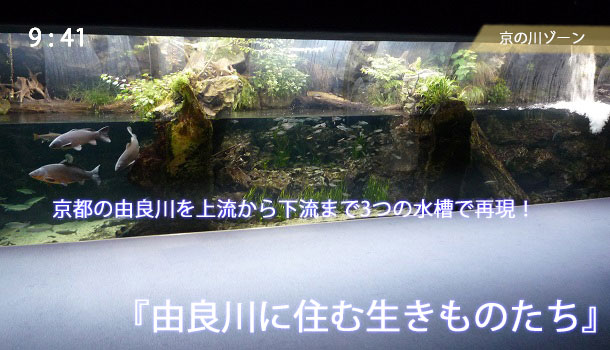 由良川を再現した3つの水槽