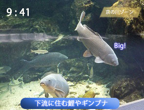 大きな鯉